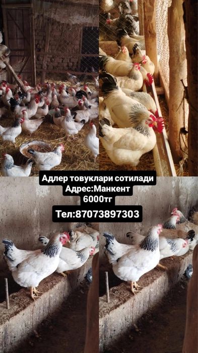 Адлер тауықтар сатылады