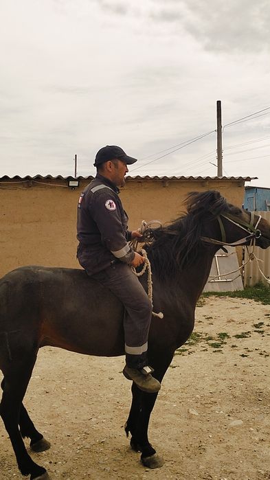 Айғыр сатылады жуас