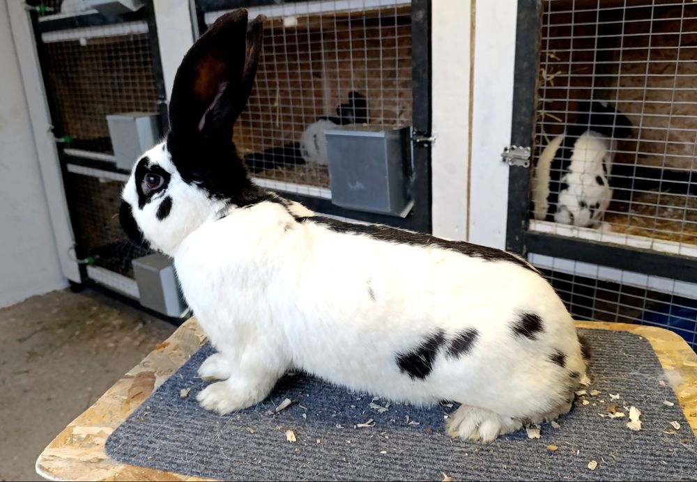 Iepuri fluture german