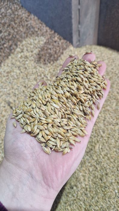 Бидай, Арпа Сатылады.