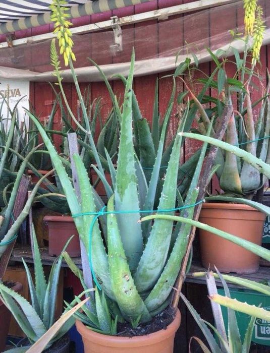 Aloe vera Barbadensis Miller Frunze