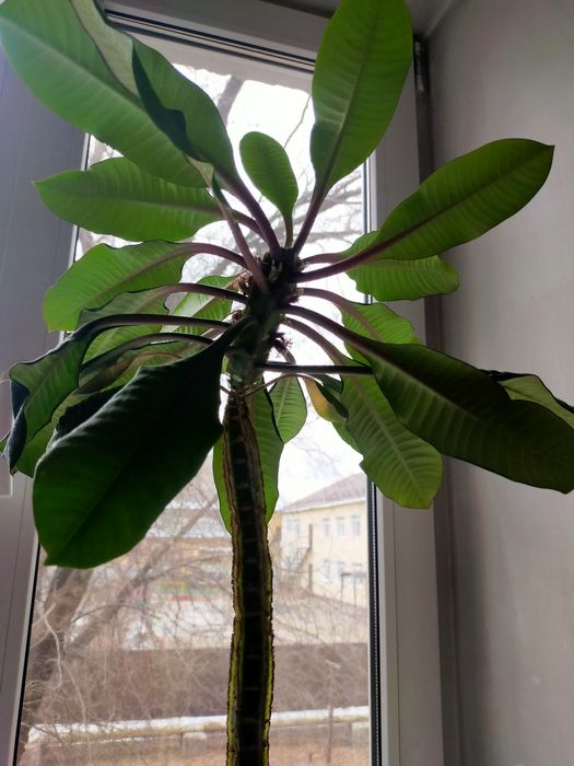 Молочай высокий 80 см.