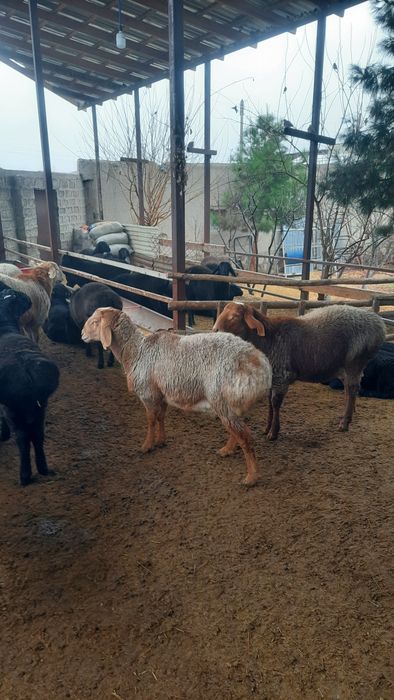 Арашан кучкорла сотилади