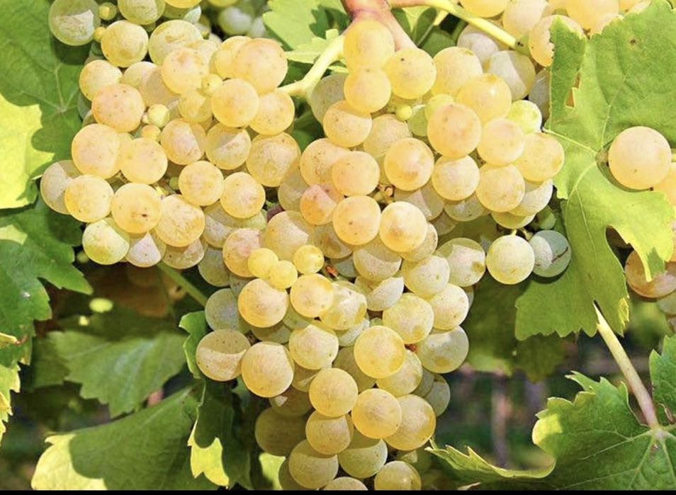 Struguri de vin