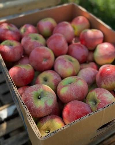 Продам яблоки Апорт Оптом и в розницу