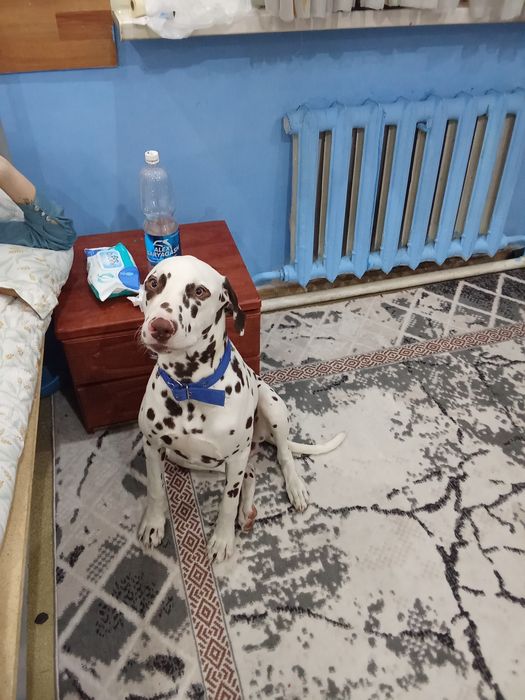 Продается собака