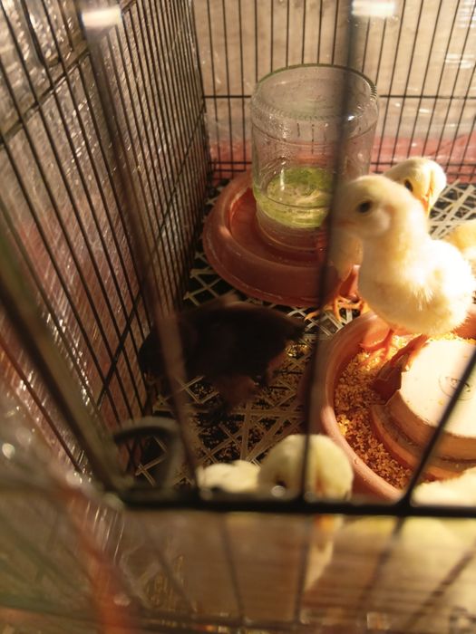 Хурозчалар привазной корея линияси