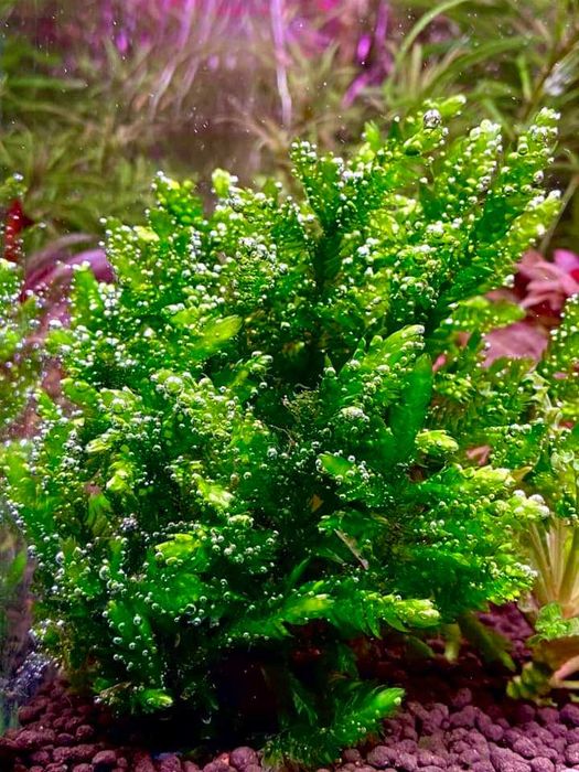 Pachete plante acvariu | Hrană vie | Moss | Riccia | Bucephalandre |