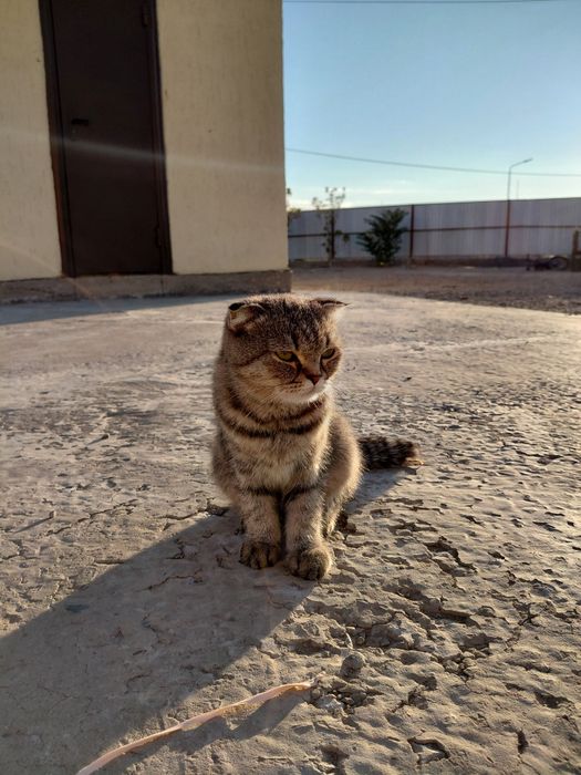 Мысық кисуля жанм