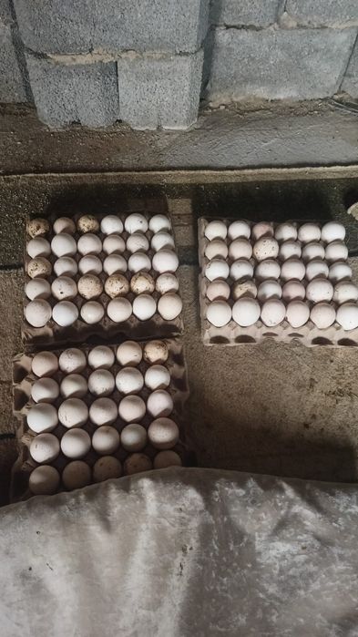 индюк жұмыртқасы