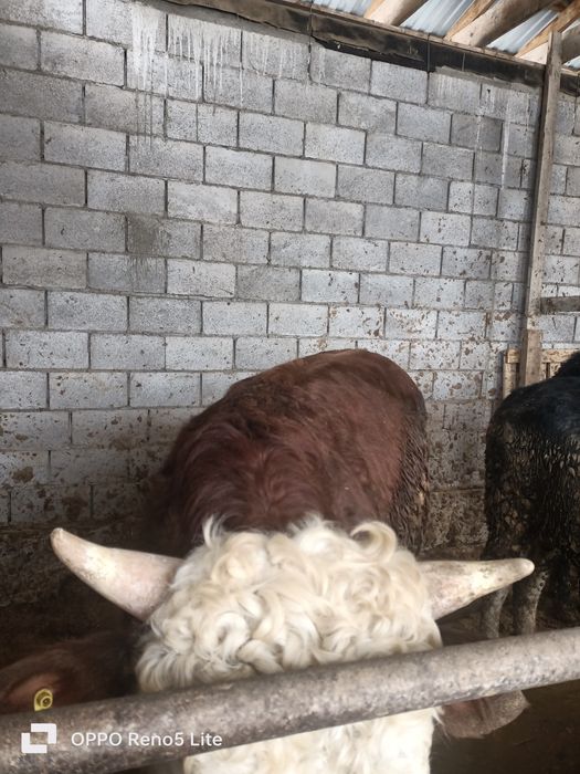 Бык букалар сатылады 5 ай байланган