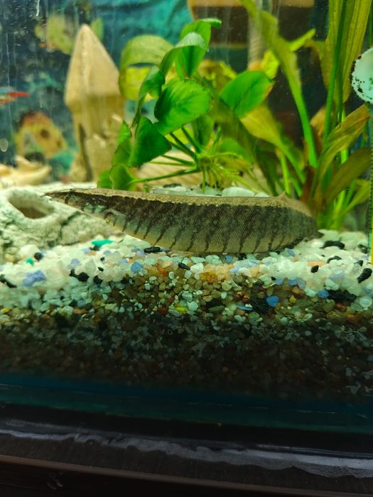 Продам рыбок 4 штуки