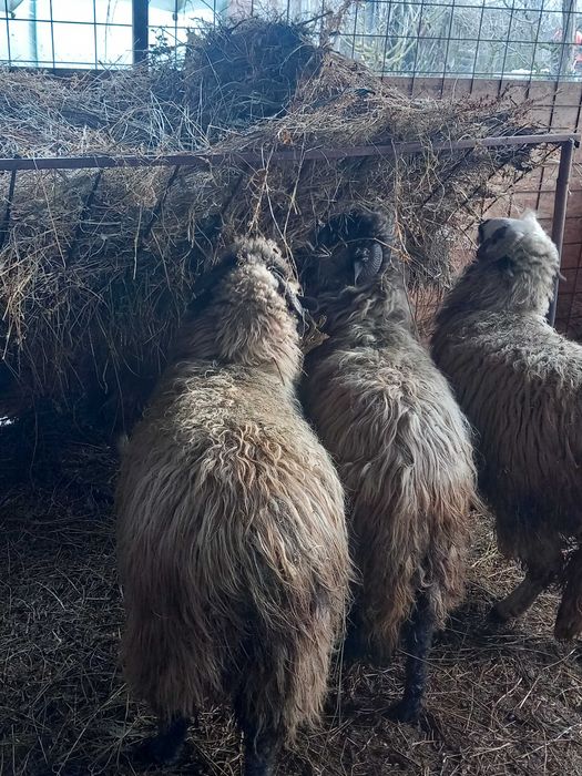 Vand 4 oi  tinere de anul trecut