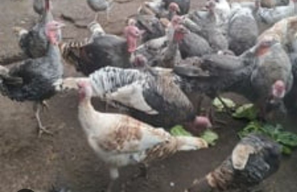 Vând curcani și curci!