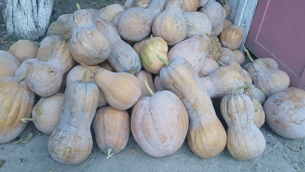 Продам мантную тыкву  80тг  за килограмм