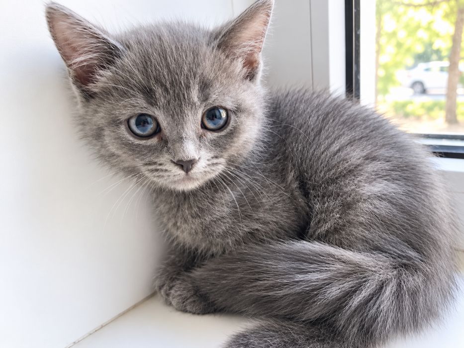 Кошечка 1,5 месяца