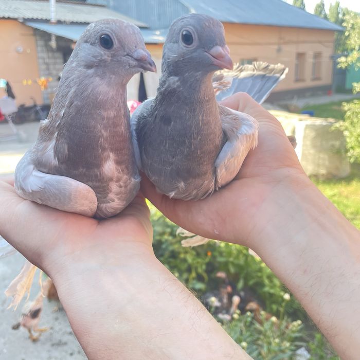 Продам голубей молодых