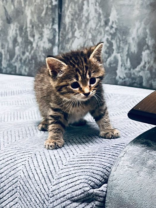 Котята домашние,ласковые