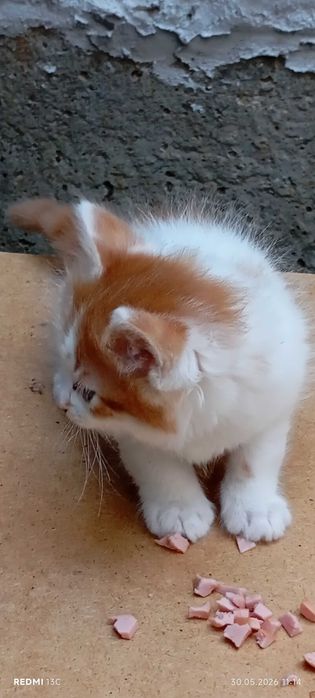 Подарявам малки котенца гр. София