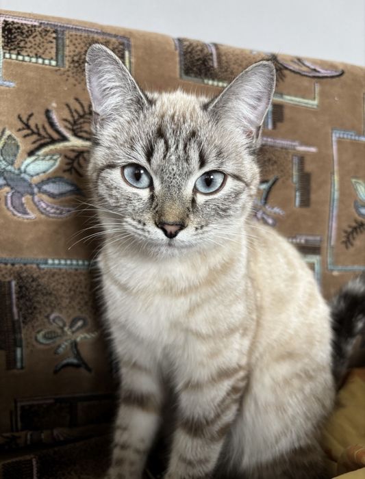 Породистая Кошка