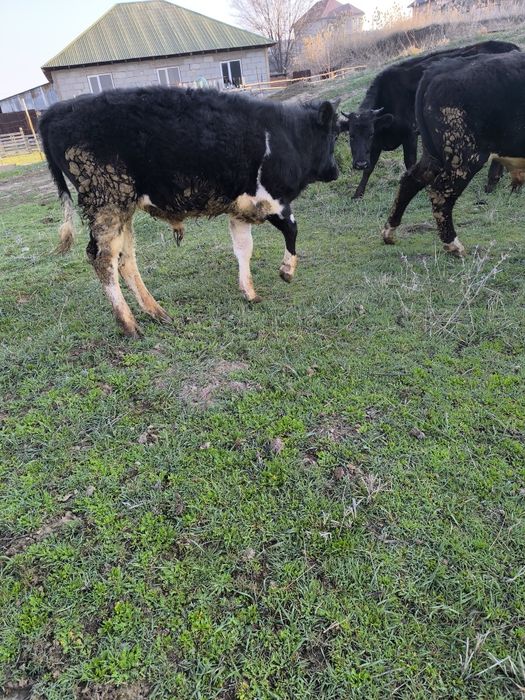 1 жасқа толатын патсос сатылады