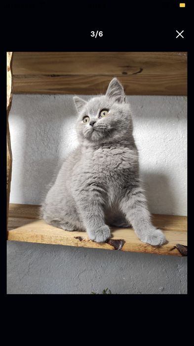 British blue shorthair