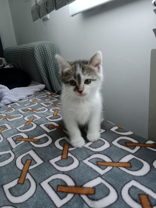 Отдам стерелизованную кошку