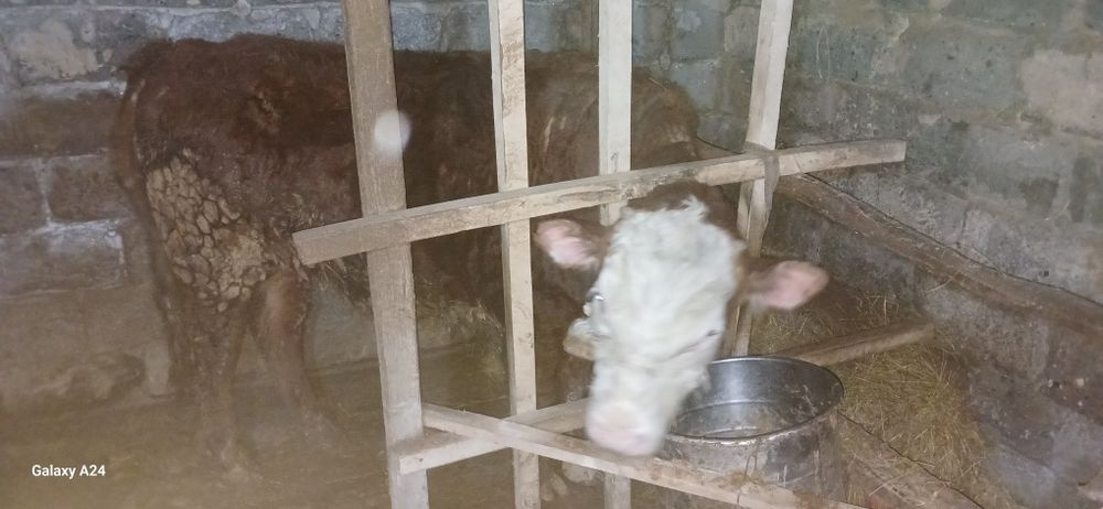 Бұқа сатамын,1.5 жасар