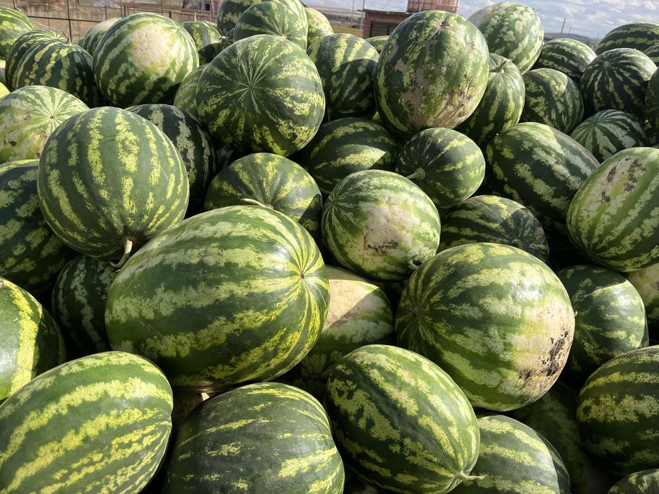 Арбузы оптом продам