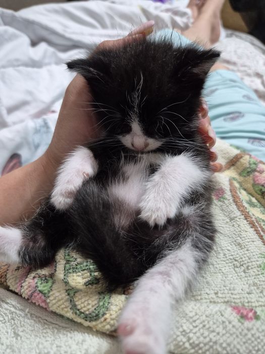 Котёнок  девочка. 1 месяц.
