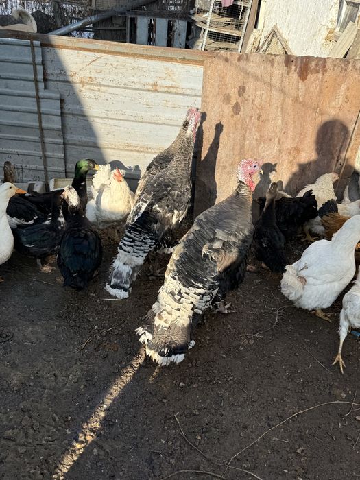 Куры индюки утки