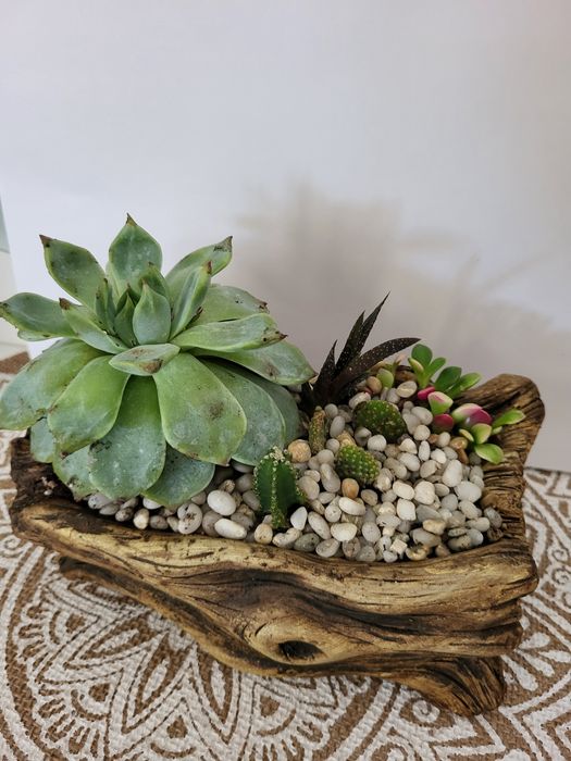 Продам комнатые растения (суккуленты)