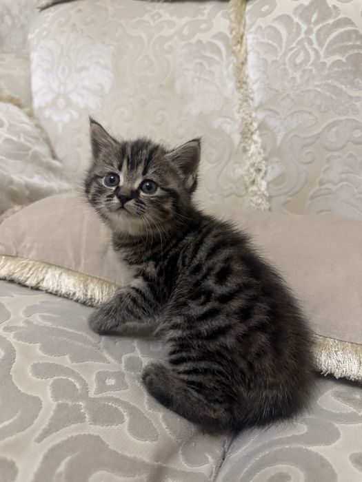 Продам миленького котенка