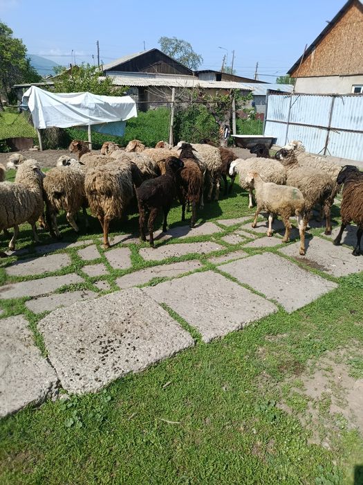 В продажи Жирных Баран.