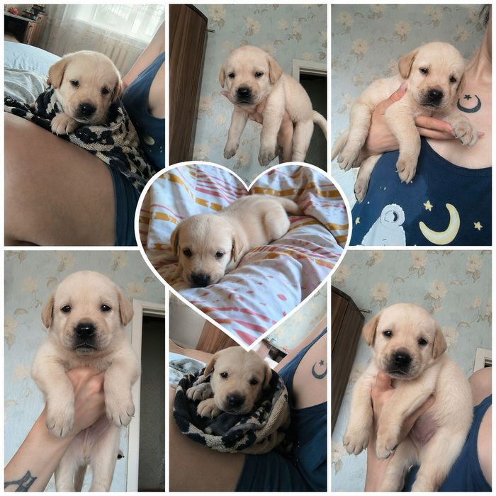 Королевский лаблодор