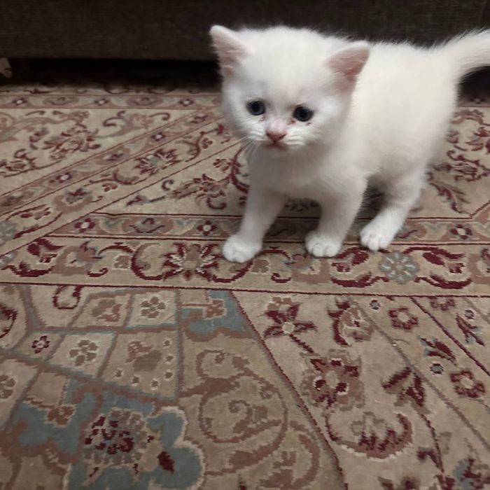 Вислоухие котята