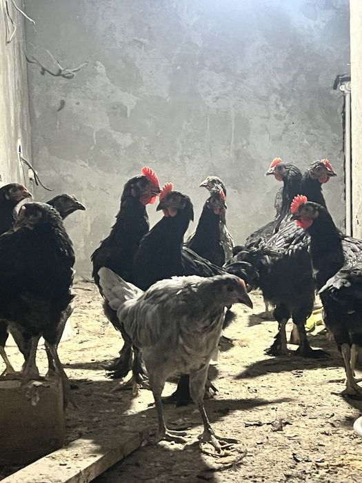 Qora shag’zoda xo’roz va tovuqlar