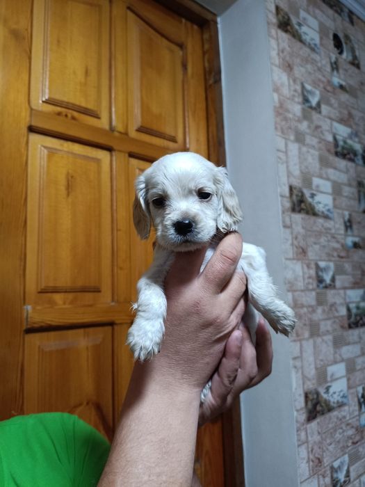 Русский спаниэль продам щенят