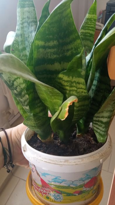 Цветы для дома и для офиса