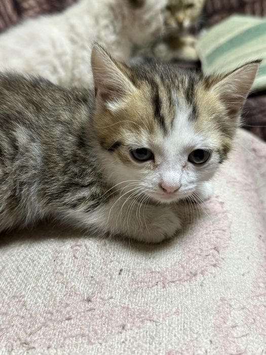 Отдам девочку котенка в добрые руки