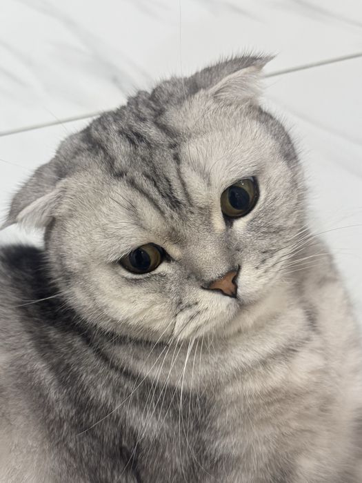 Отдадим кота в хорошие руки!