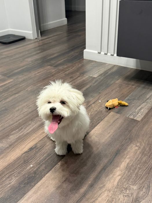 Мальтезе 6 месяцев