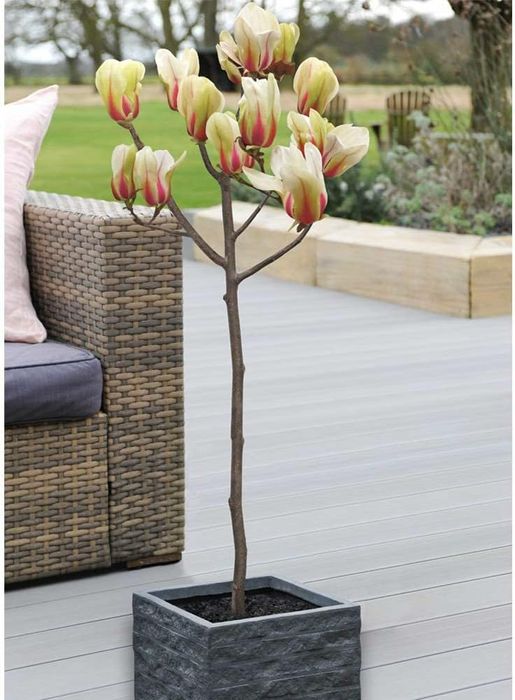 Poimi ornamentali  magnolia  genie