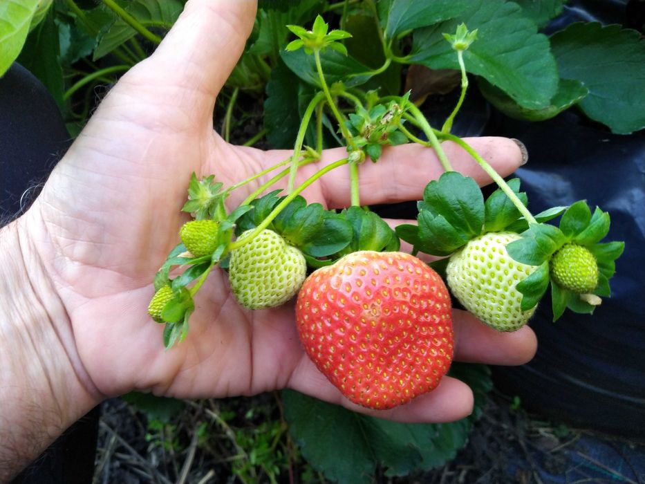 Ягоди разсад - лятна кампания