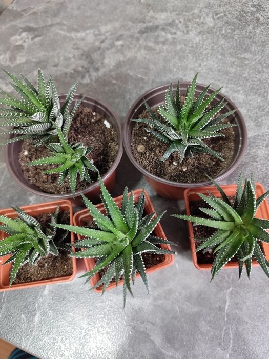 Продам комнатные цветы