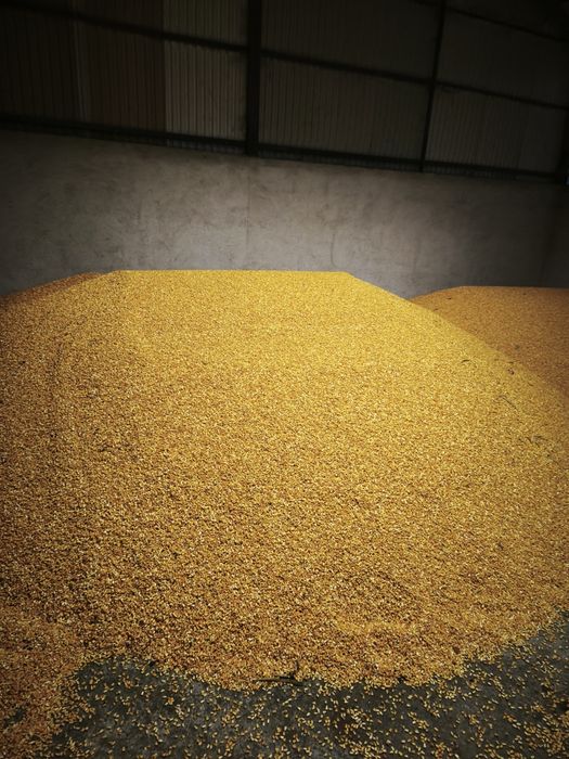 Porumb semi-sticlos P9241 umiditate 18