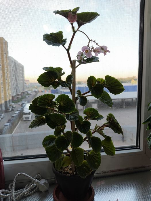 Цветы вечноцветующий бегония