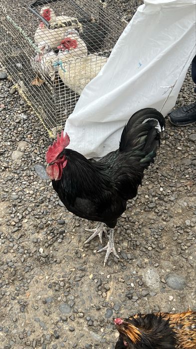 Qora shahzoda xoʻroz tovuq jujalari