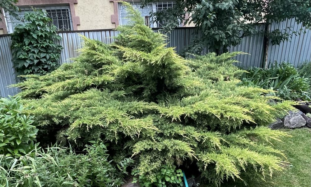 Можжевельник стелющийся