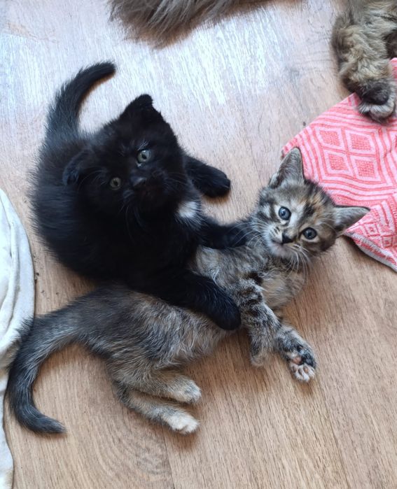 Продам котят очень забавные